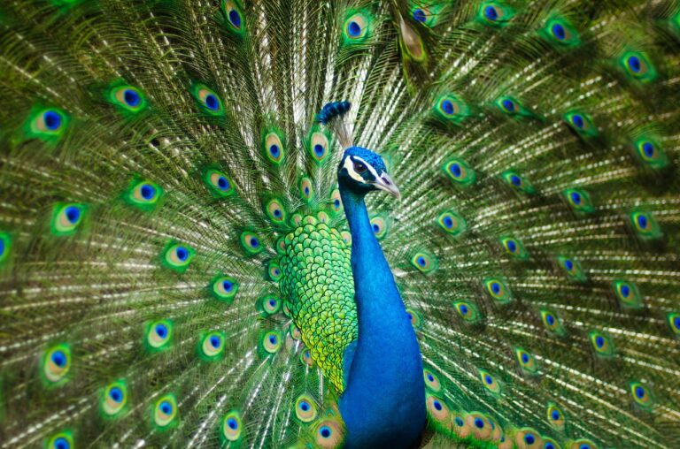 peafowl, peacock, bird-2363750.jpg